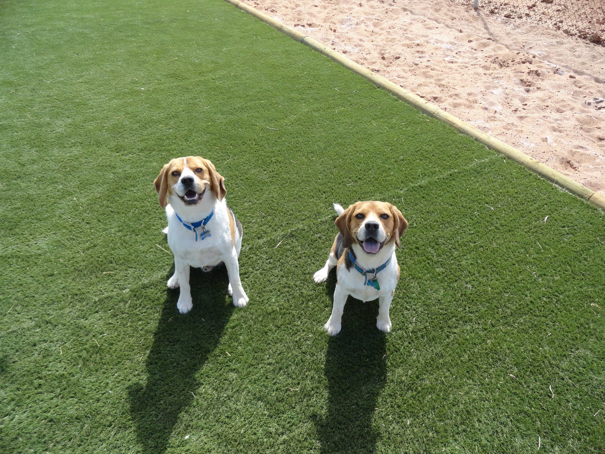 Gallery Woofs House Dog Daycare