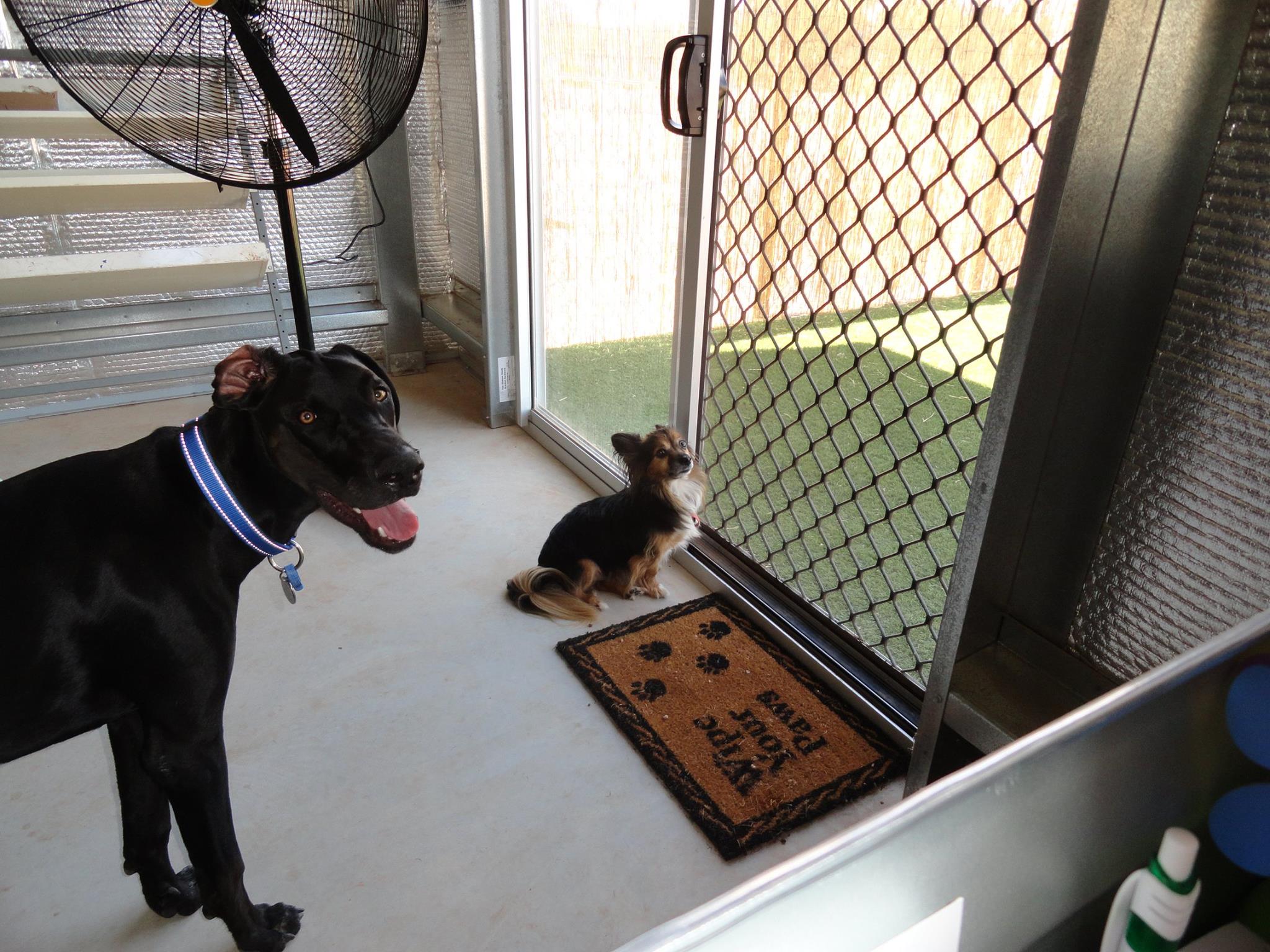 Gallery Woofs House Dog Daycare