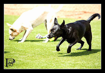 Woofs house hot sale dog daycare